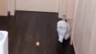 Dog and Cat Reaction to toy #funny animal #Viral #funny video