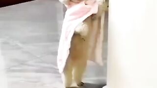 Instagram Viral Reels _ Try Not To Laugh @shorts @reels @funny @dog Cute Dogs