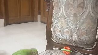 ???? Parrot eating Guavas