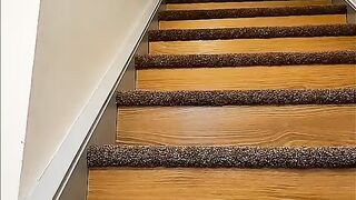 Funny cats