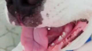 Funny animals funny videos funny channel