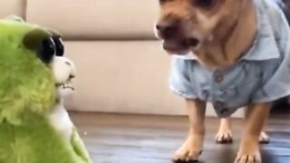 Dog and Cat Reaction to toy funny #funny # animal funny #Viral