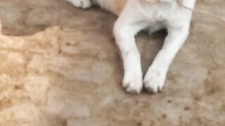 Dog is in rest