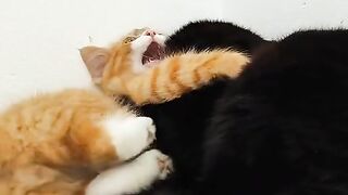 Cats playing