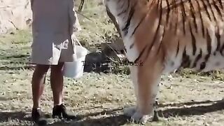 Large lion please follow me