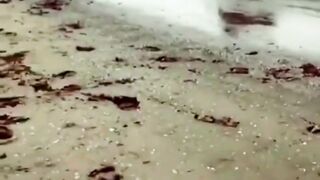 First walk on the beach????