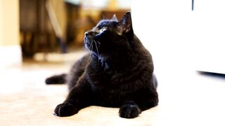 Cute Adorable black cat