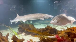 Fish aquarium