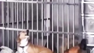 Funny Animals