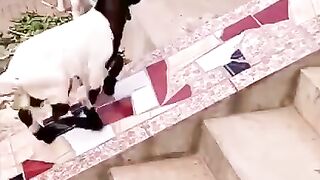 Funny goats