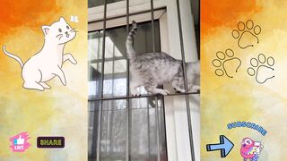 Cute Cats��Funny Fail ops Moments Viral Clips