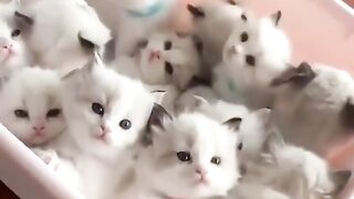cute cats