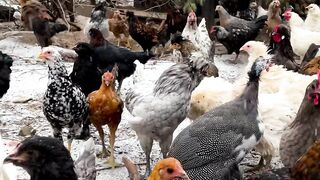 Hen form