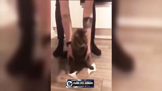 FUNNY ANIMALS PART 2