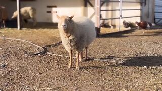Sheep