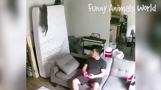 Animal funny video