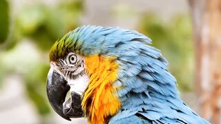 Buetyfull PARROT ???????? #Relaxingmusic#naturevidoes