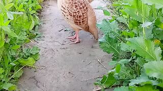 Teetar ki awaz