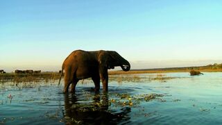 Beautiful animal elephant