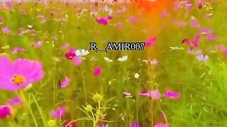 Islamvideo