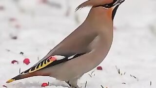 Cute bird's
