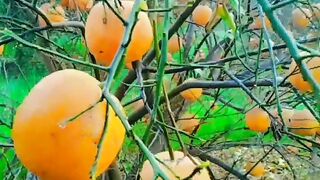 Beautiful view of fruit in our garden