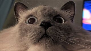 Funny animals - Funny cats / dogs - Funny animal videos
