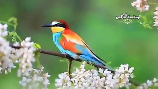 Good morning|relaxing Dua|listen carefully with close eyes|subscribe please for more thanks