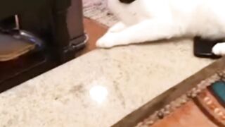 Cat funny video moments