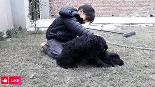 CUTEST LAB PUPPIES PLAYING #doglover #shorts #trending #youtubeshorts #labrador #funny #trend #gsd