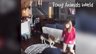 Funniest Dogs And Cats Videos ???? - Best Funny Animal Videos 2023 ????