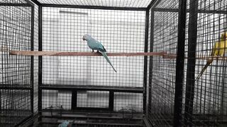 Parrots beauty