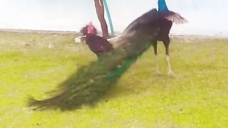 peacock vs hen fight