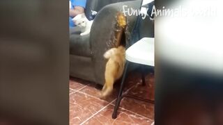 Cat Dog funny video