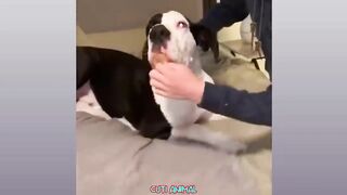 funny-dog-and-PART3