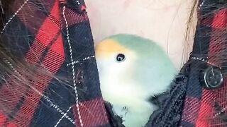 Parrot feeling cool