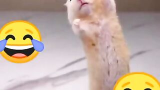 Best Funny rat doing bodybuilding #funny