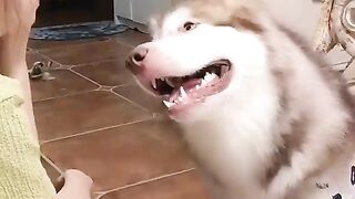 Beautiful dogs