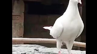 Beautiful Pigeon status