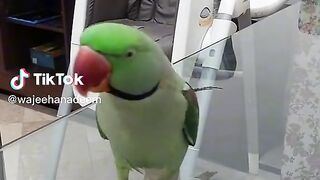 Parrot lover