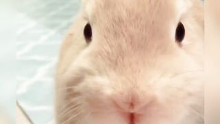 Cutest rabbit|cute animal |pets