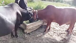 Mari pyri ???? cow