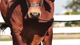 fat big bull cow