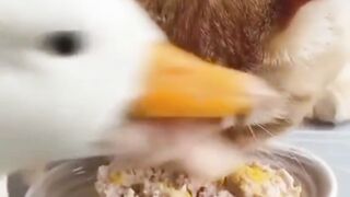 Duck wanna won | animals| cat