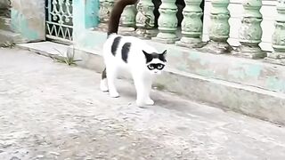 Cats compilation
