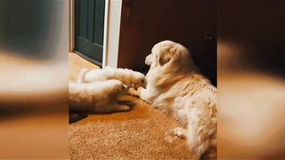 Funny video, pets funny video,cats funny video