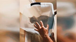 Funny video, pets funny video,cats funny video