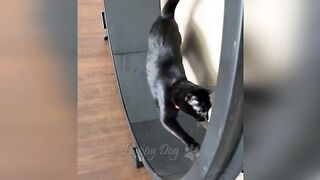 Funny video, pets funny video,cats funny videoFunny video, pets funny video,cats funny video