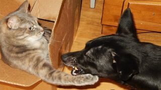 Funny animals - Funny cats / dogs - Funny animal videos / Best videos of  Happy Dog
