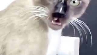 You laugh, You lose ???? Funniest Animals ???? Part 2